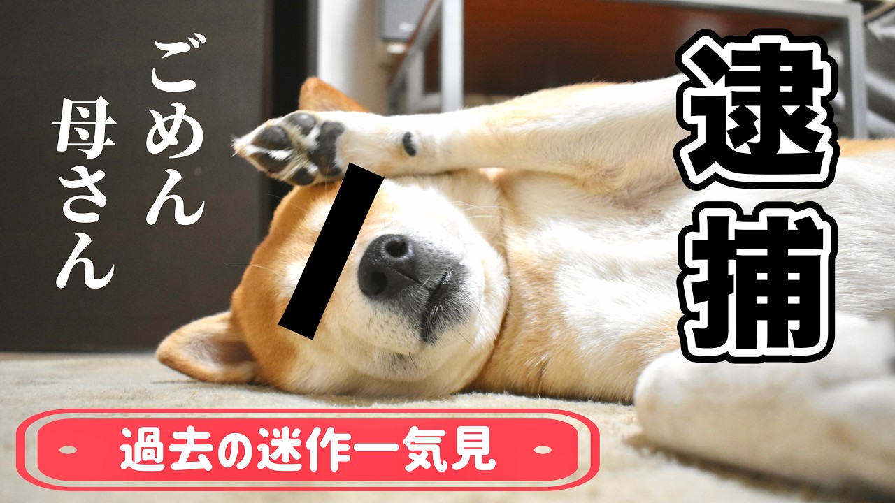 うちの柴犬がすみません【過去の迷作一気見】