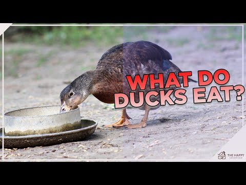 How and What To Feed Ducks!