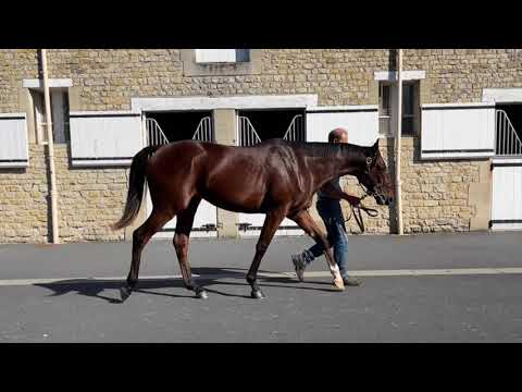 2021 October Yearling Sale - Lot 115 c. WOOTTON BASSETT x SCALAMBRA