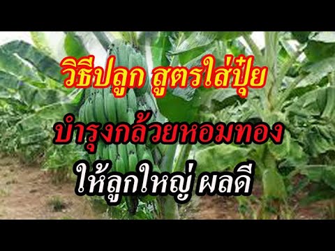 วิธีปลูก สูตรใส่ปุ๋ย บำรุงกล้วยหอมทอง ให้ลูกใหญ่ ผลดี