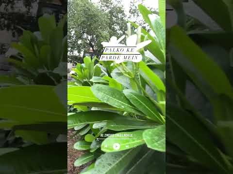 Ae Zindagi Gale Laga Le Take 1 - Dear Zindagi | Alia | SRK | ILAIYARAAJA | Gulzar | Amit | Arijit