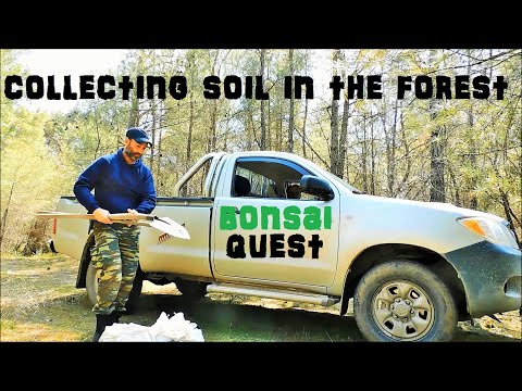 Bonsai Quest Episode 2 - Collecting Bonsai Soil in the Pine Forest, Preparing Soil for Planting