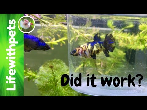 Adding Another Female To The 75 Gallon Betta Fish Tank!