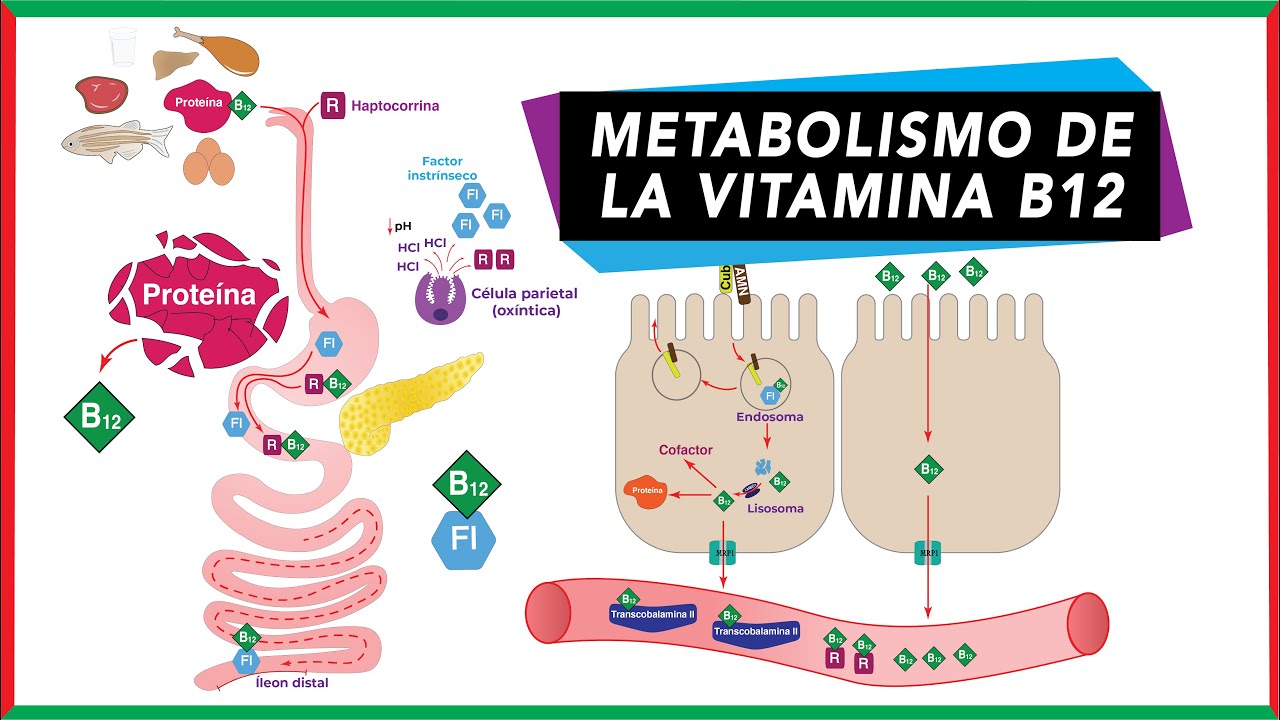 Metabolismo de la vitamina B12 [Digestión, absorción, transporte y excreción]