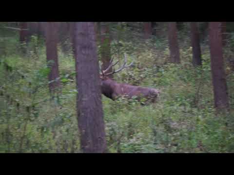 Hirschbrunft in der Au, Erfolgreiche Jagd auf einen jungen Hirschen in der Brunft
