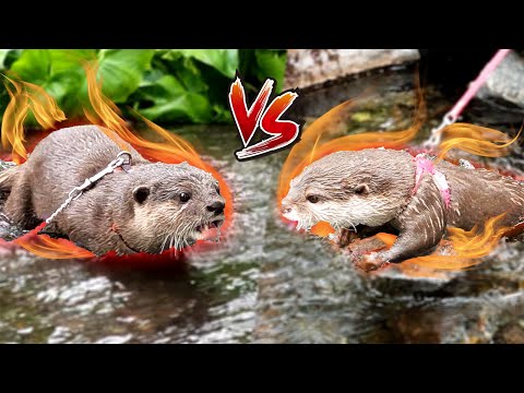 Der Kampf eines Mädchens ohne Ehre [Flussotter leben Tag 712]