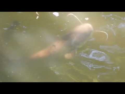 Młode sumy i karpie w warszawskich Łazienkach szybko rosną .