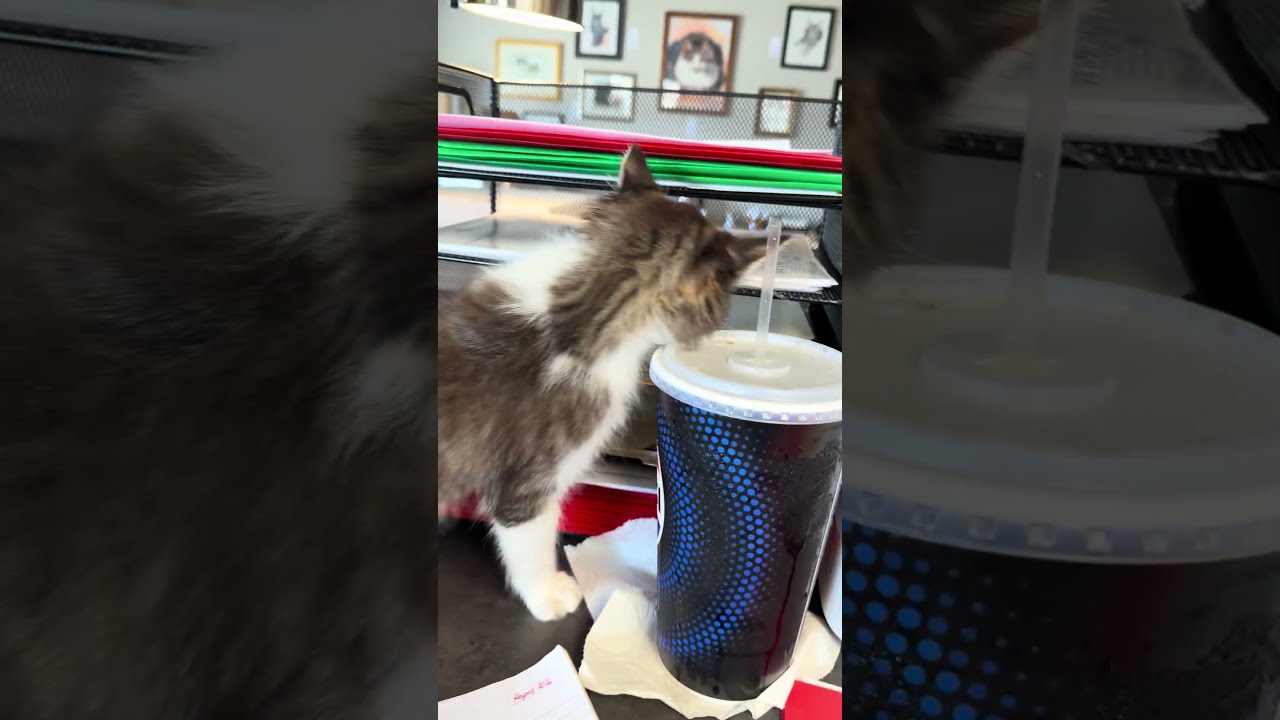 Enlarge Ava, an adopted Domestic Medium Hair in Tillamook, OR video 3/6