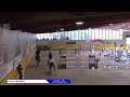 Quintus Mina Z 8 Ys Old Quintender X Lancado GP 145 Gese