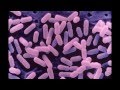 Listeria Video The Facts About Listeria - YouTube