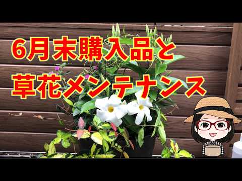 園芸 パラソル、セリ科の木、アンブレラツリー