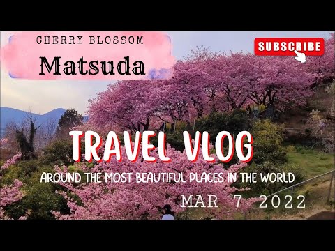 Matsuda Cherry Blossom Festival #sakura #matsuda #cherry
