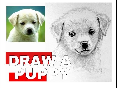 How to draw a puppy - YouTube