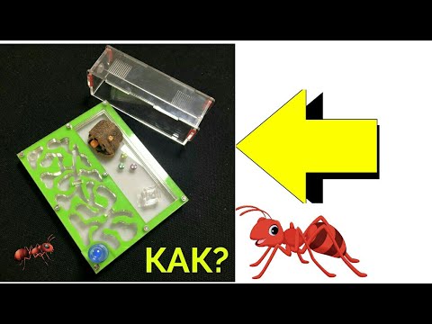 Новый Формикарий из Китая как собрать ферму с Алиэкспресс инструкция