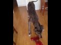 Dora Vs Vacuum