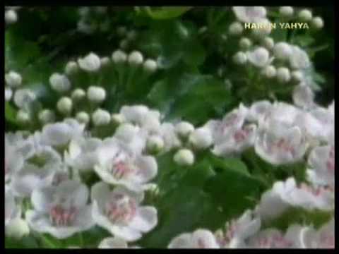 Allah'ın isimleri - Rabbil Alemin (Alemlerin Rabbi)