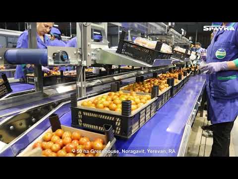 ՍՊԱՅԿԱ|SPAYKA|СПАЙКА