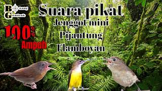 Download lagu 🔴 Suara pikat Jenggot mini pijantung flamboyan ampuh 100% mp3