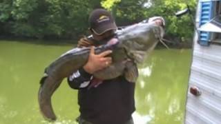 preview picture of video '78lb Flathead Catfish'
