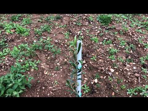 Maslinarski vlog 15.11.2020