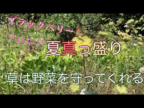 ブラックチョークベリー 植物