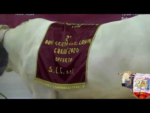 Due passi per... Carrù 2021, pt.5 - TELEGRANDA (ch 186)