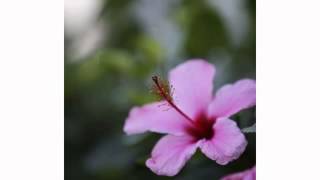 Roy Drusky - Hawaiian Wedding Song