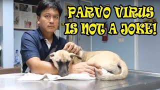 How To Treat Your Dog Infected With PARVO VIRUS| To Prevent From Dehydration