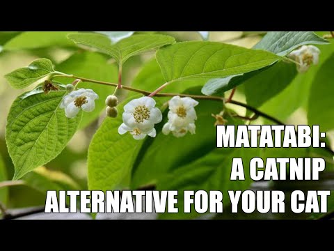 Matatabi - A catnip alternative for your cat