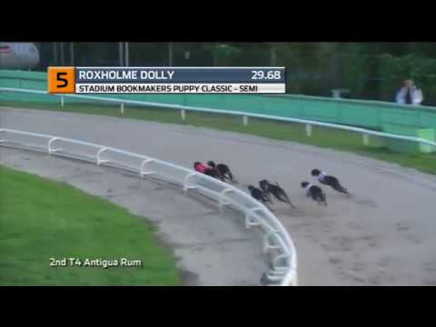 2019 PUPPY CLASSIC - 1ST SEMI - T5 ROXHOLME DOLLY