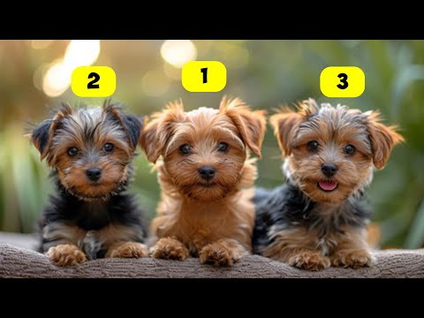 Yorkie Types - 6 Types of Yorkie