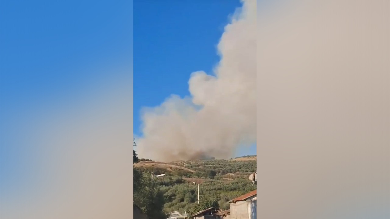 Fier/ Zjarr i përmasave të mëdha në ullishtet e Kreshpanit, rrezikohet masivi pyjor me pisha