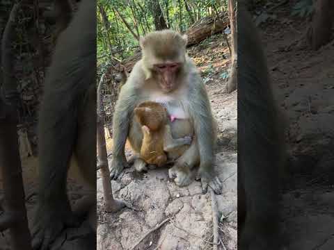 #monkeyeating  #DanceMonkey / #FunnyMonkey /  #FunnyMonkey / #dancemonkey  Ept:203