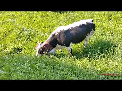 MUCCHE E RUDUN AL PASCOLO ASPETTANDO LA RUDUNA' A SALUZZO (CN) SAB. 6 - 5 - 2023.