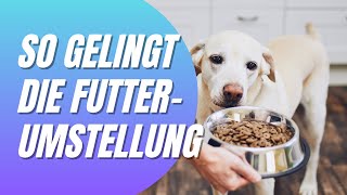 Futterumstellung richtig machen: Schritt-für-Schritt-Anleitung für Nass- & Trockenfutter