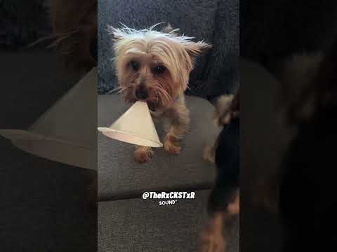 Teacup Tattletail! - RxCKSTxR Comedy Voiceover