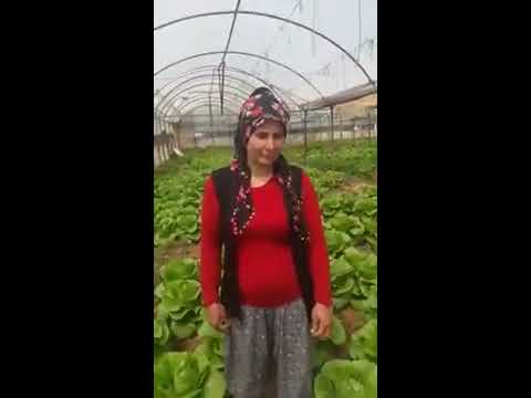 Rabi̇a Hanim ve Marulları - Antalya Bor Tarim İşletmeleri̇