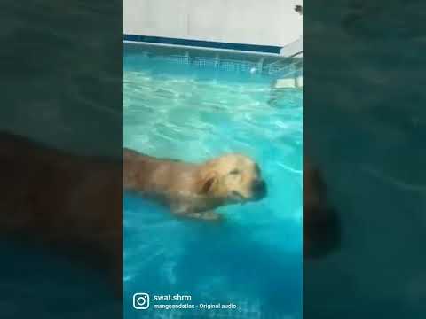 Potato aka Simba aka the lion king. Saturday well spent. #goldenretriever #dog #dogswimming #pets