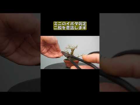 イボタノキの花