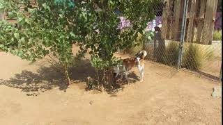 Video preview image #1 Mutt Puppy For Sale in Apple Valley, CA, USA