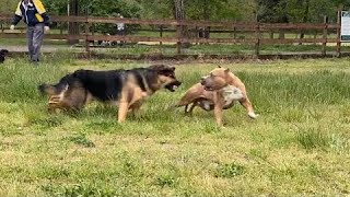 German Shepherd Attacks Pitbull OFF LEASH PARK Par