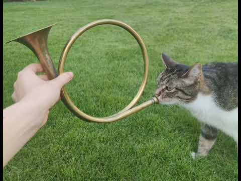 Tuba cat