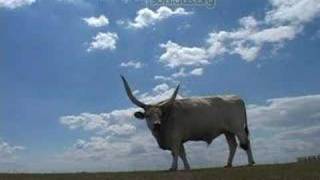 preview picture of video '523 Hortobágy Hungarian gray cattle grazing. Szürkemarha'