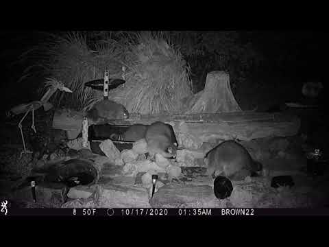 Groundhogs Come Out At Night 10 16 20