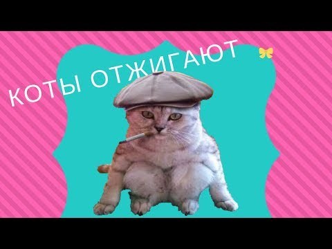 Свеженькие приколы с котами и кошками 2018