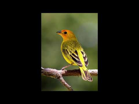 Programa: Caminho da Roça - 19/02/26 - Parte 1 - Apresentação: Paulinho