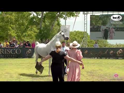 N 90 TF ANDRUS   Vesuvio Trophy 2022   International   Stallions 4 6 Years Old Class 10