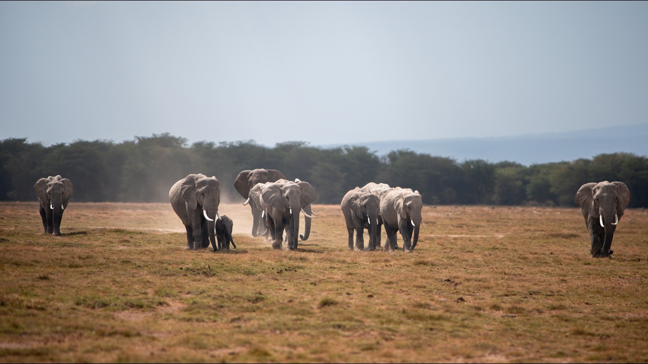 Saving Animals. Protecting Our Shared Home