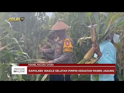 PRESISI UPDATE: PANEN JAGUNG POLSEK WASILE SELATAN 26/05/25 (21.00)