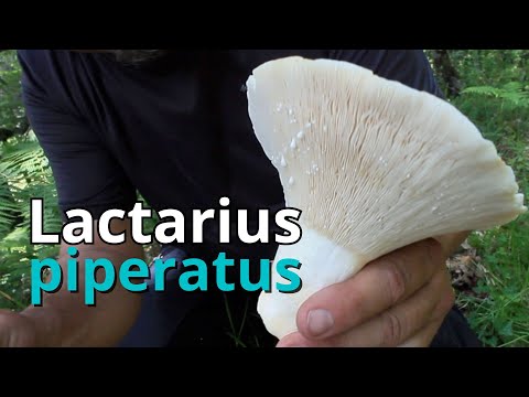 Lactarius piperatus | La SETA PICANTE de los bosques